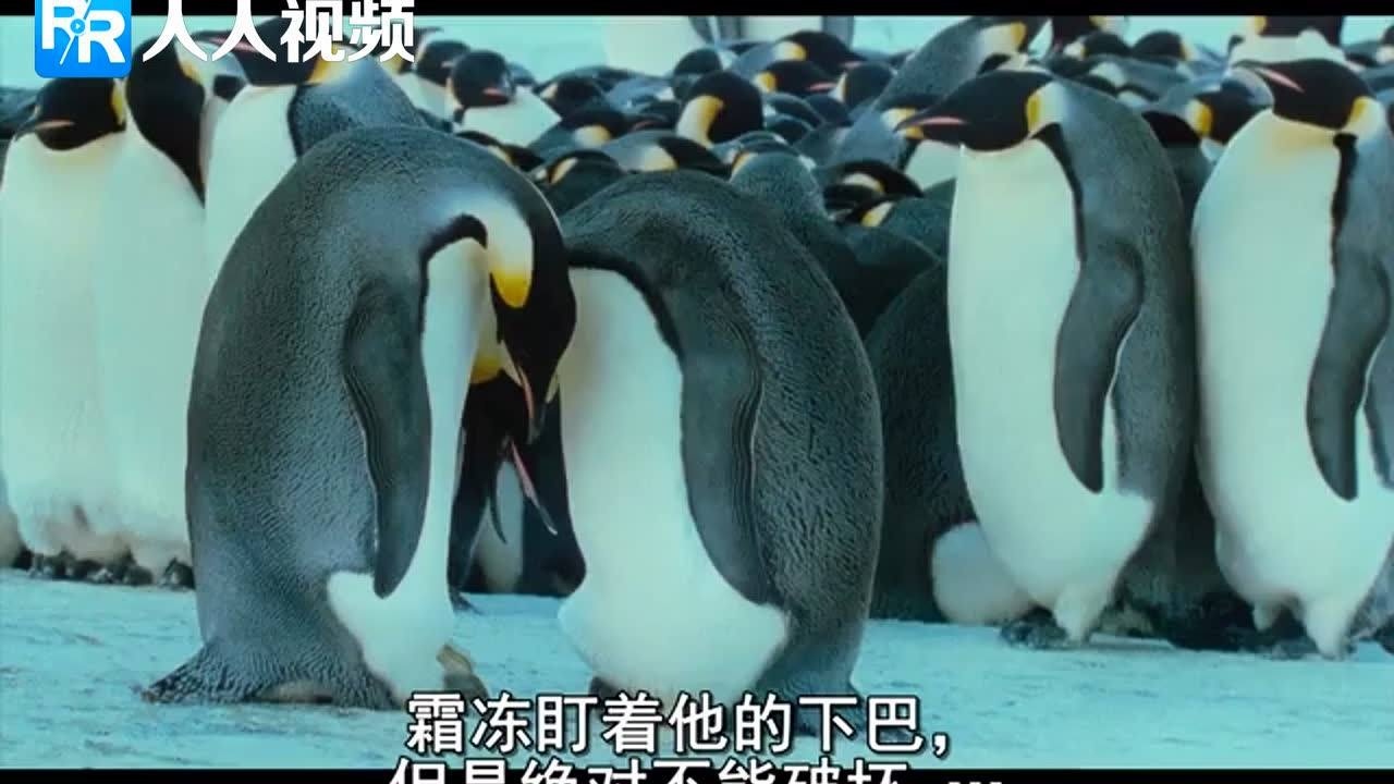 企鹅宝宝是如何出生的，你们一定没见过企鹅蛋_高清