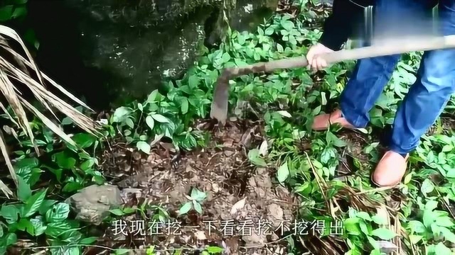 在大山里被毒蛇咬伤咋办?壮哥找到这种草药药效极佳,可全株入药