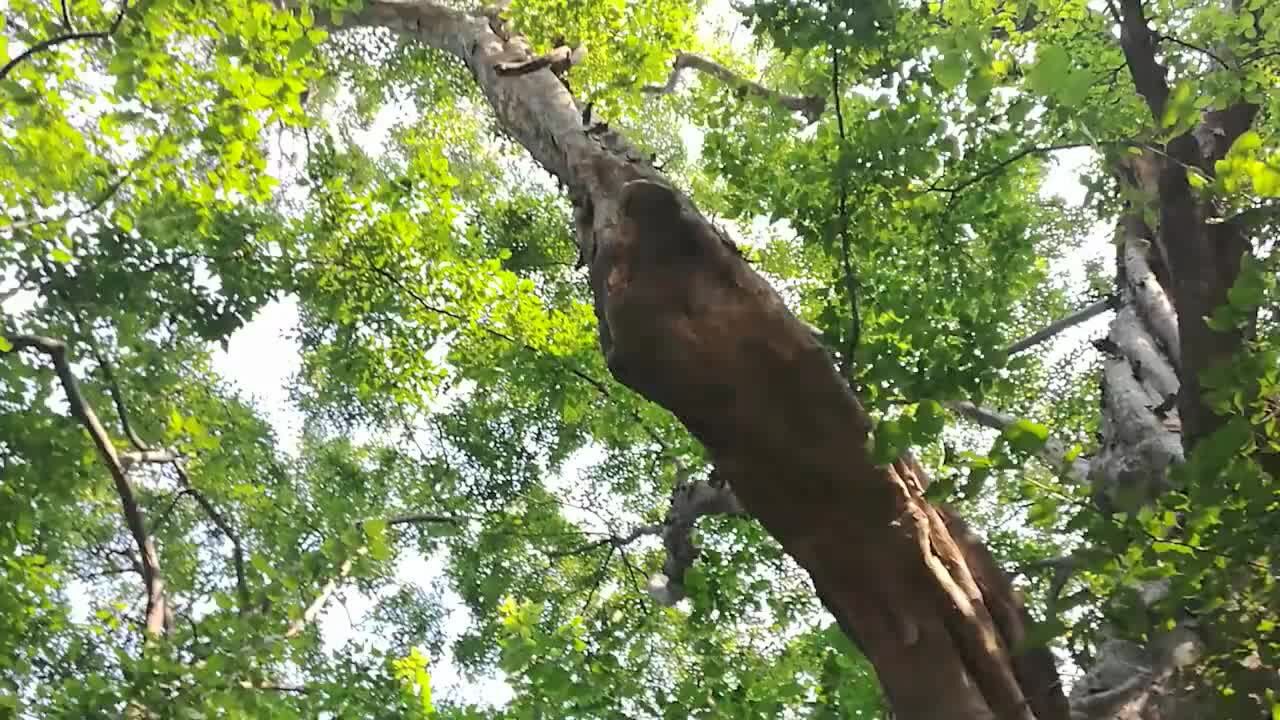 3300年的青檀树，究竟有多古老而沧桑？百闻不如一见_腾讯视频