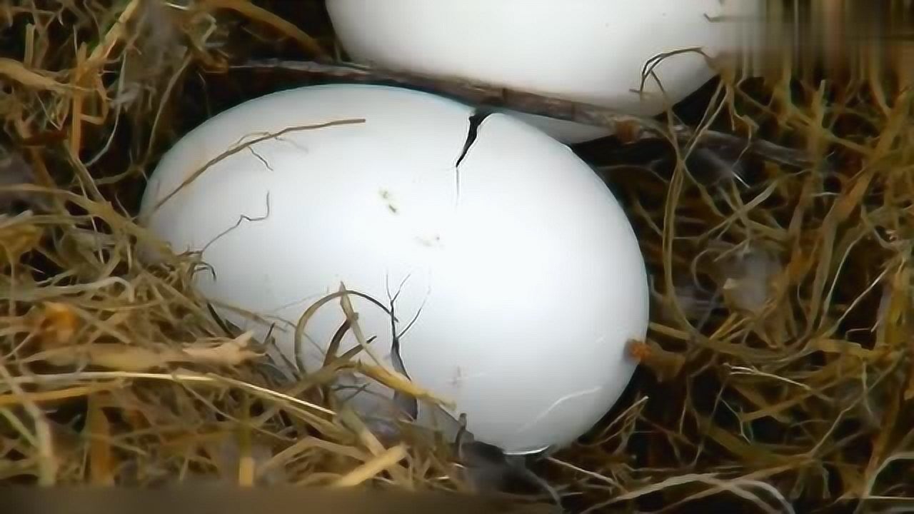 实拍老鹰孵蛋全过程,从鹰蛋变成幼崽,感受生命的奇迹_腾讯视频
