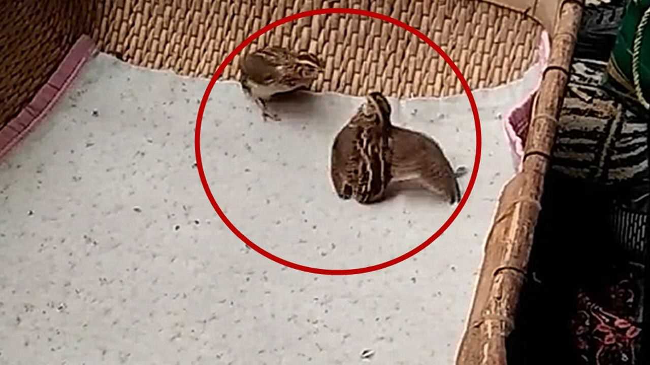 斗鹌鹑:次次都是"大招",厉害!