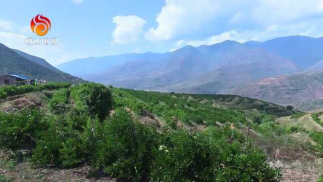 峨山县富良棚乡:土地流转 “转”出农业发展新活力