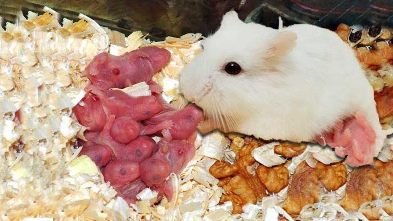 可爱的仓鼠妈妈怀孕了直击产房现场原来仓鼠是这样生宝宝的