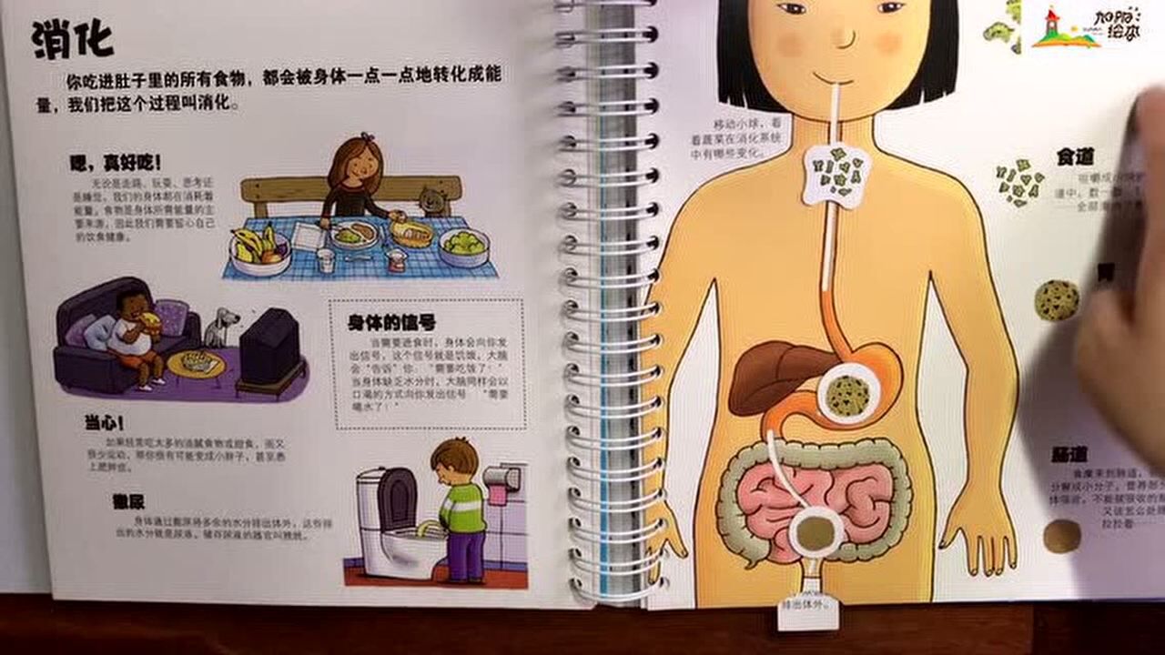 《我们的身体》绘本导读_高清