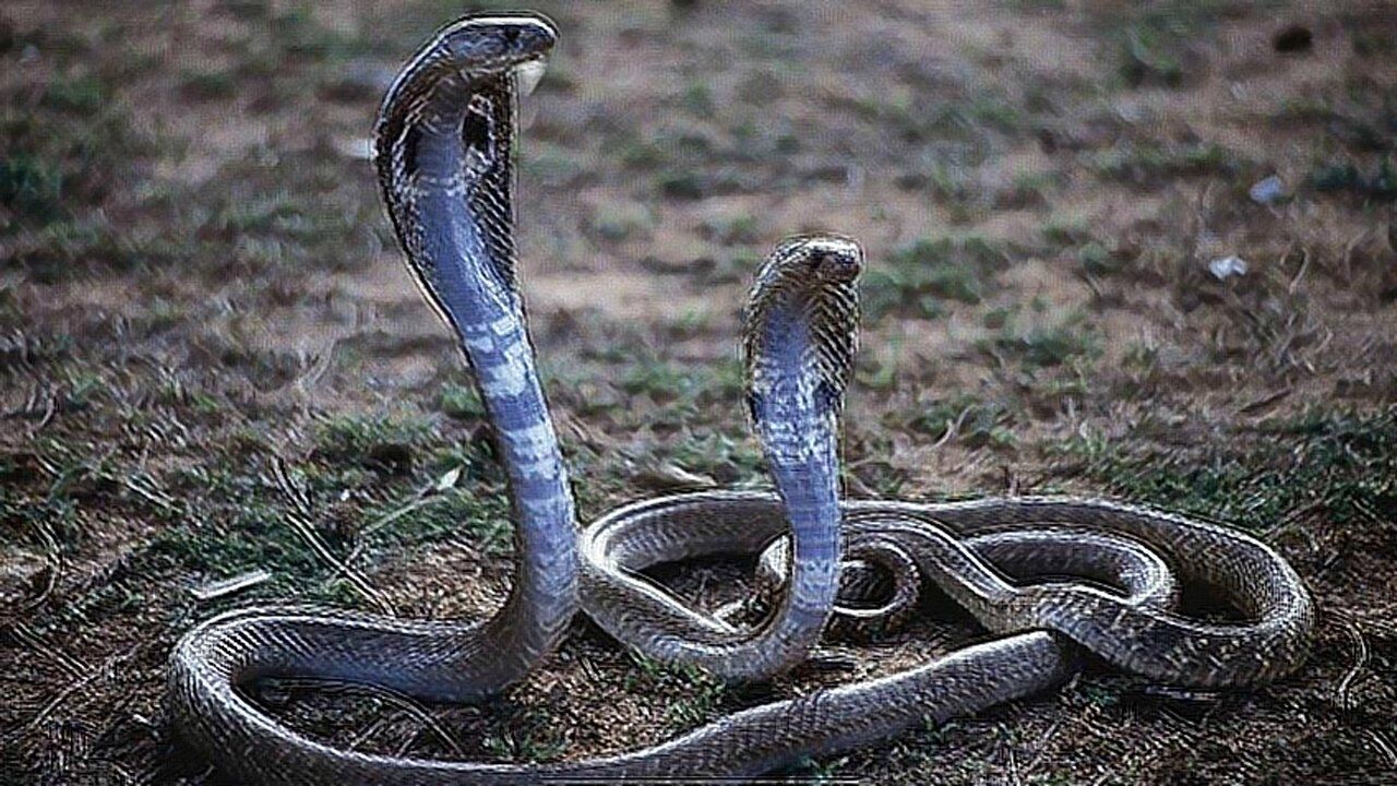 动物世界 眼睛王蛇,世界上最毒的非洲黑曼巴蛇