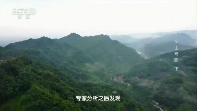 青城山地区有何生境之谜,为什么里氏盘腹蛛能够在这里生存呢