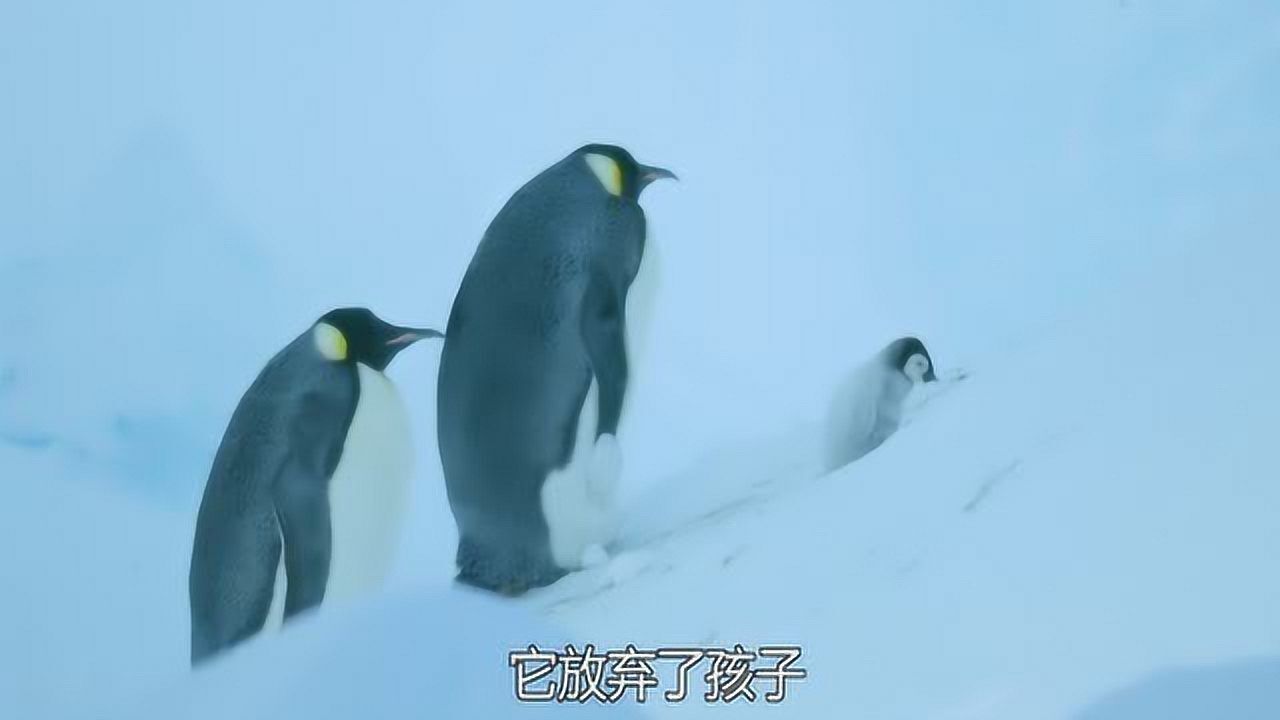 BBC 1080P bbc-1080p