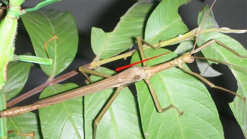 竹节虫是害虫还是益虫?有毒吗?