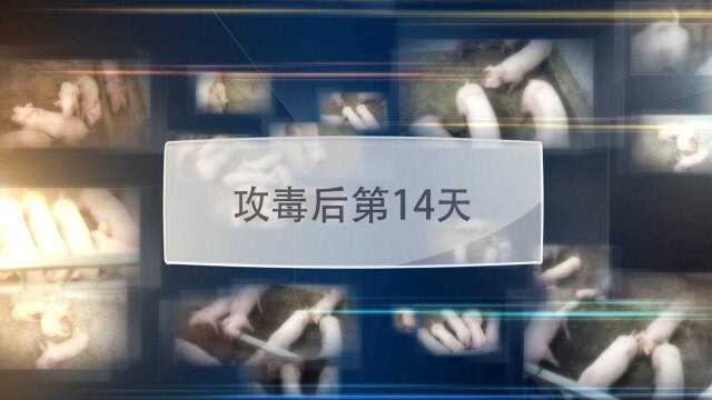 猪蓝耳病——瑞兰安攻毒试验14天组