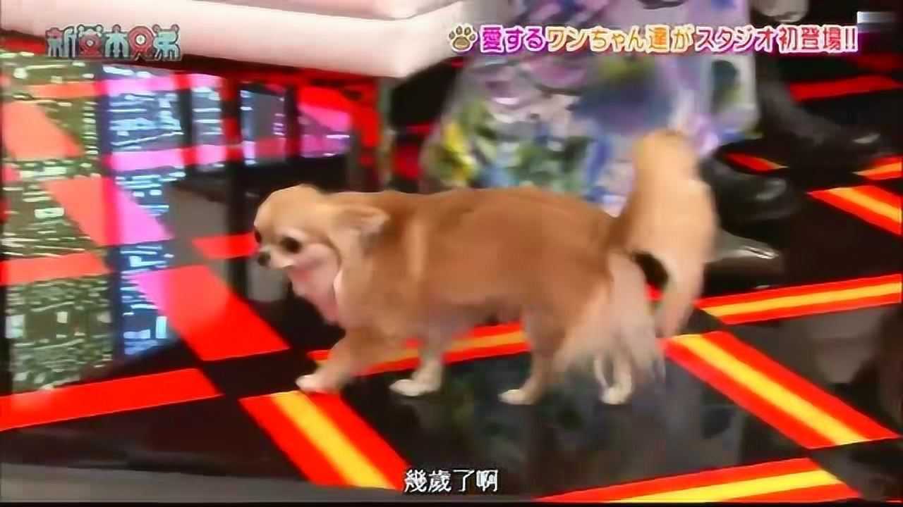 新堂本兄弟 堂本光一 和他的爱犬 腾讯视频