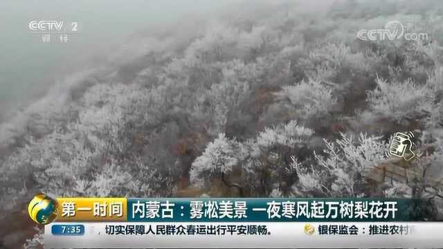 一夜寒风起万树梨花开 北方寒冬里的冰魂雪魄