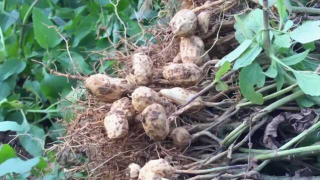 花生是老百姓喜爱的食品,又称“长寿果”,那么花生有什么功效?