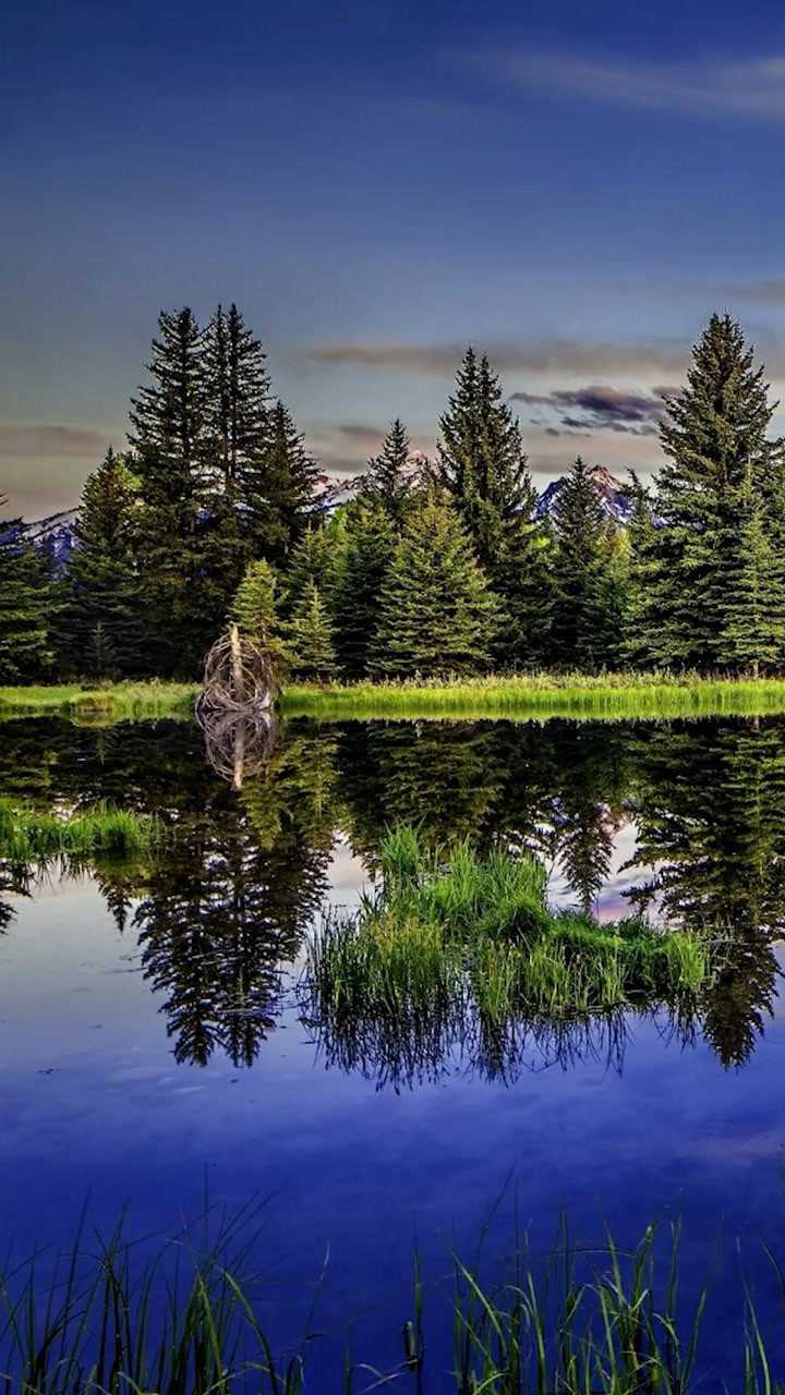 倒映在水中的幻影