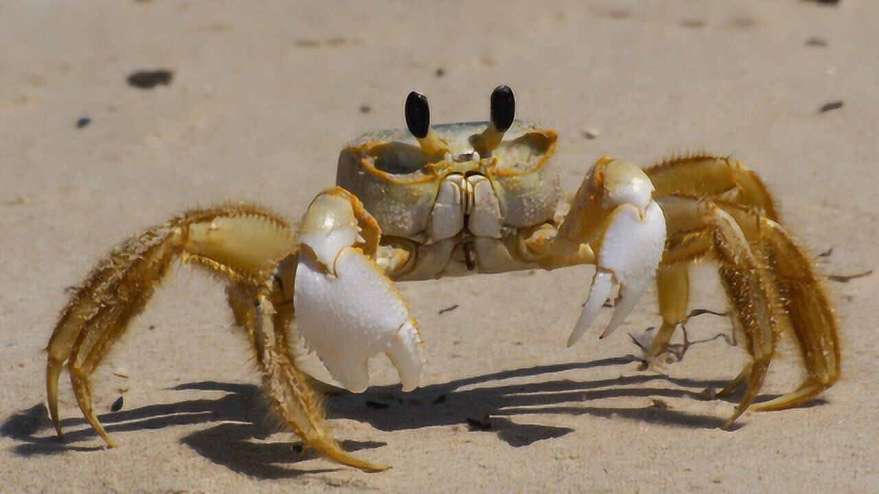 螃蟹喝醉怎么走路?老外一壶白酒灌下去,笑出眼泪了!