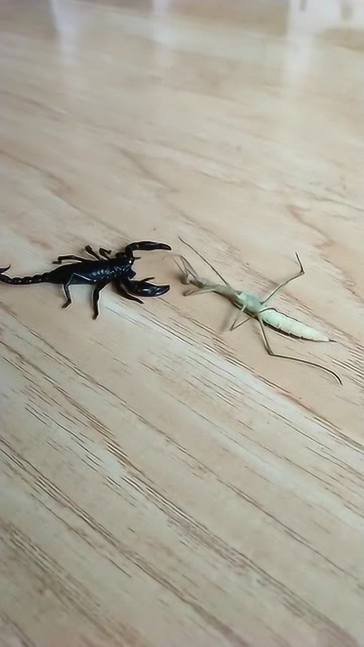蝎子跟螳螂打架螳螂一直在装死真够贼的