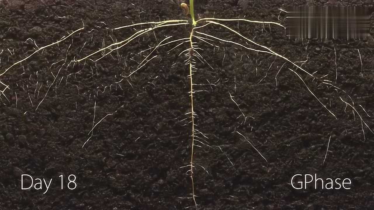 你知道植物是如何生根发芽的吗?25天记录种子发芽生长全过程_高清1080P在线观看平台_腾讯视频