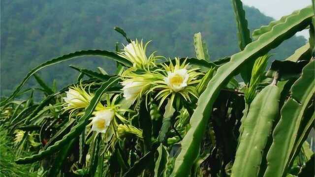 这种花农村不常见,却能用它治动脉硬化,有“霸王花”之称!