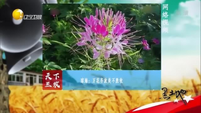 琼海:万花齐放,景色美如画