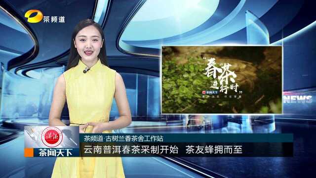 云南普洱茶采制开始 茶青价格明显上涨