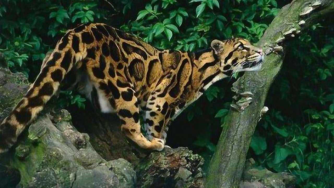 最小的豹亚科猛兽云豹犬齿比例猫科之最国家一级保护动物