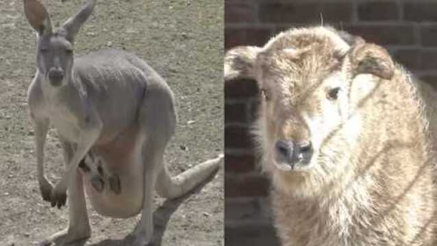 最萌天团!野生动物宝宝集体亮相,小斑马小羚羊遍地撒欢