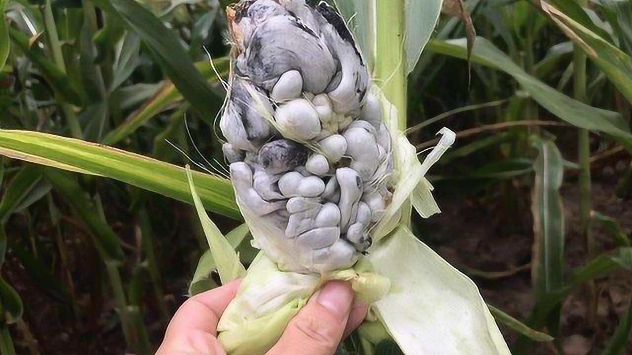玉米上长的灰包, 农民一见就愁 ,外国人却称为天然黑松露