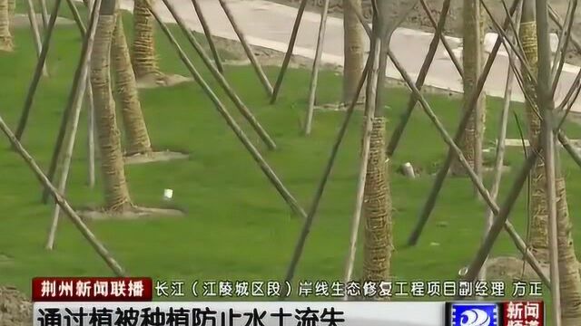 荆州市江陵县:岸线修复,打造滨江生态风光带