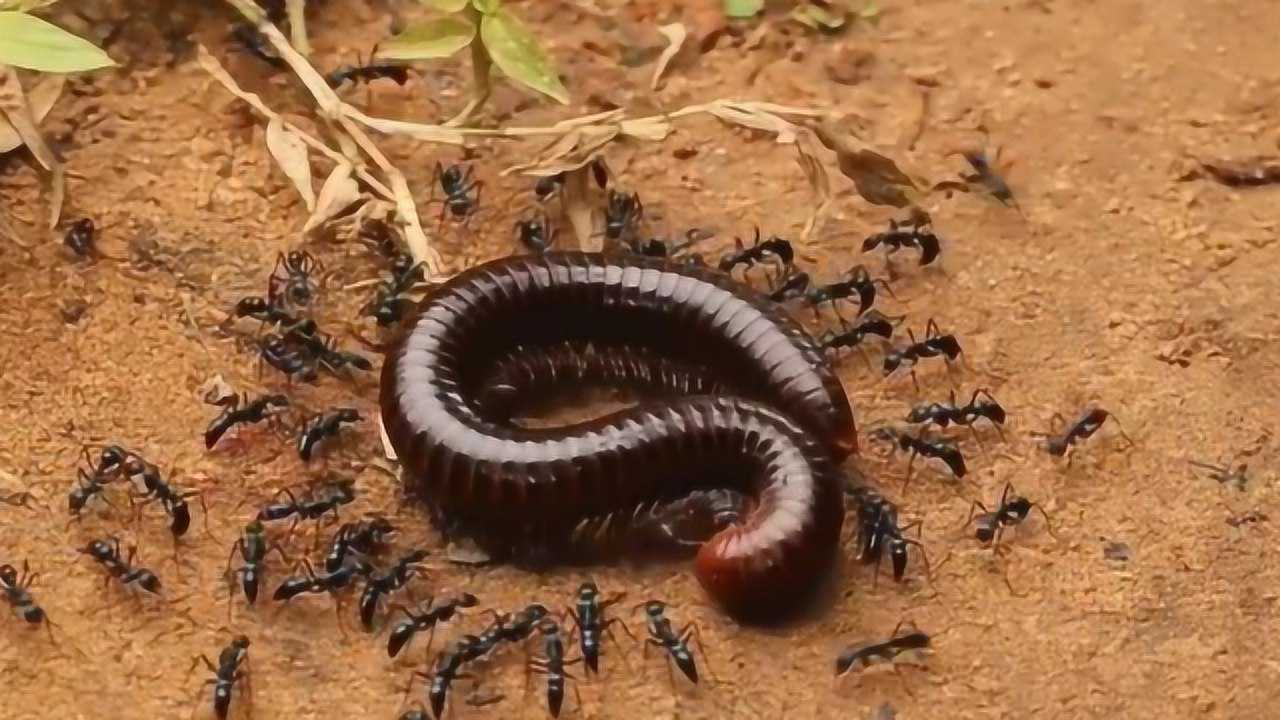 1000只蚂蚁大战蜈蚣,蜈蚣挣扎半小时后被猎杀_腾讯视频