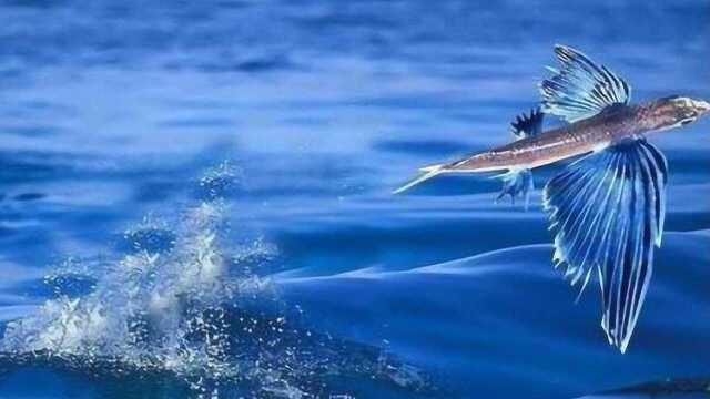 梦境奇观，与友共赏鱼跃飞天，探寻心灵深处的奥秘