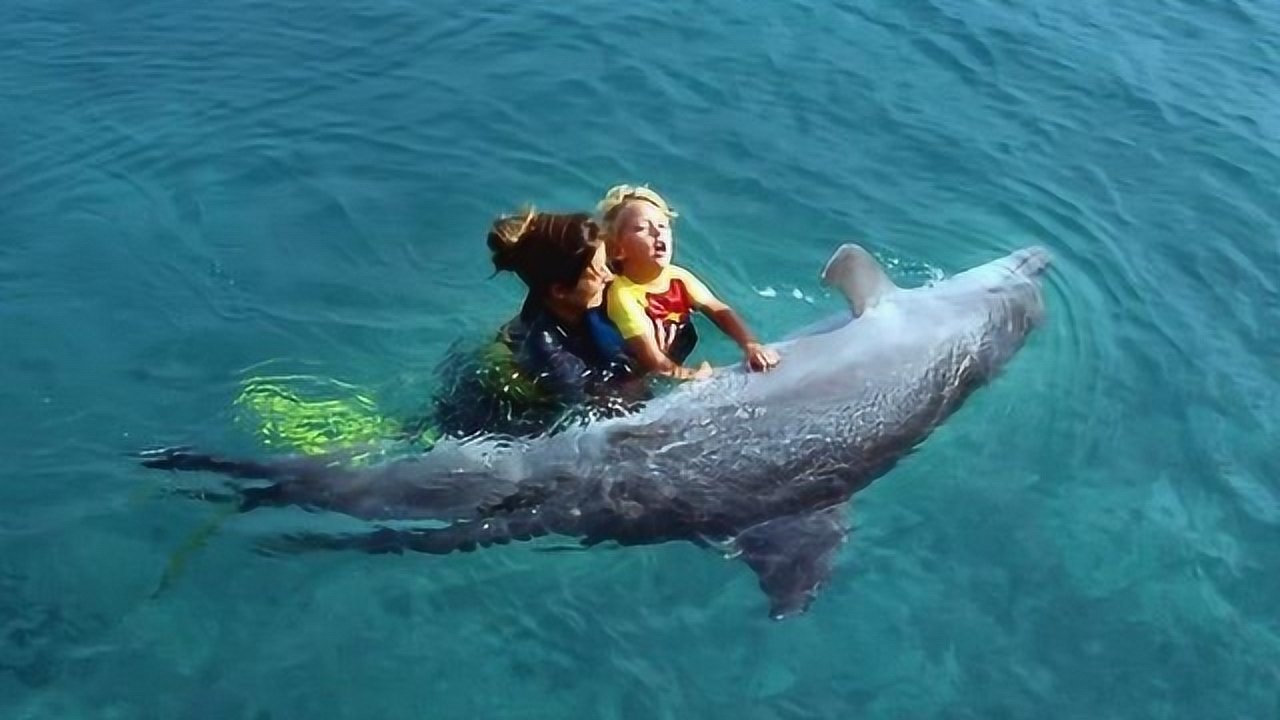 海豚真的会救人吗海豚救人的动机是什么原因很多人都没有想到