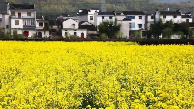 安徽这座古镇见证了徽商的兴衰 出过众多名人此时正最美