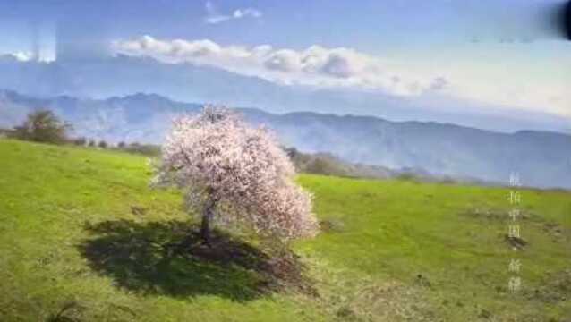 航拍中国:杏花和薰衣草都是伊利最美丽的风景