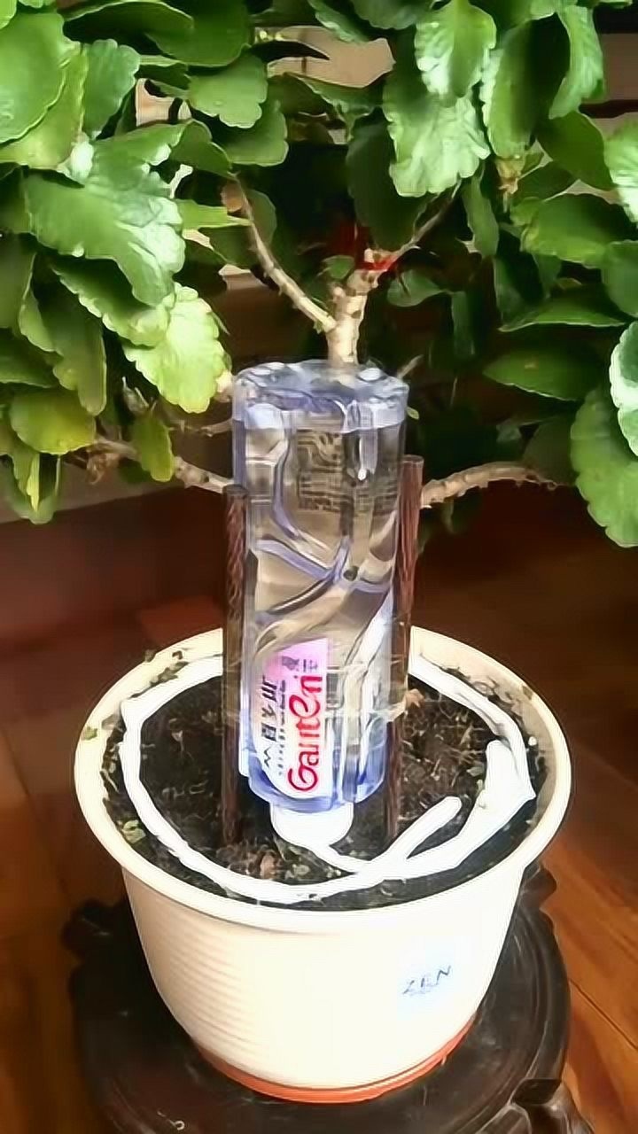 自动浇花小妙招，再不怕家里没人浇花了！_高清1080P在线观看平台_腾讯视频