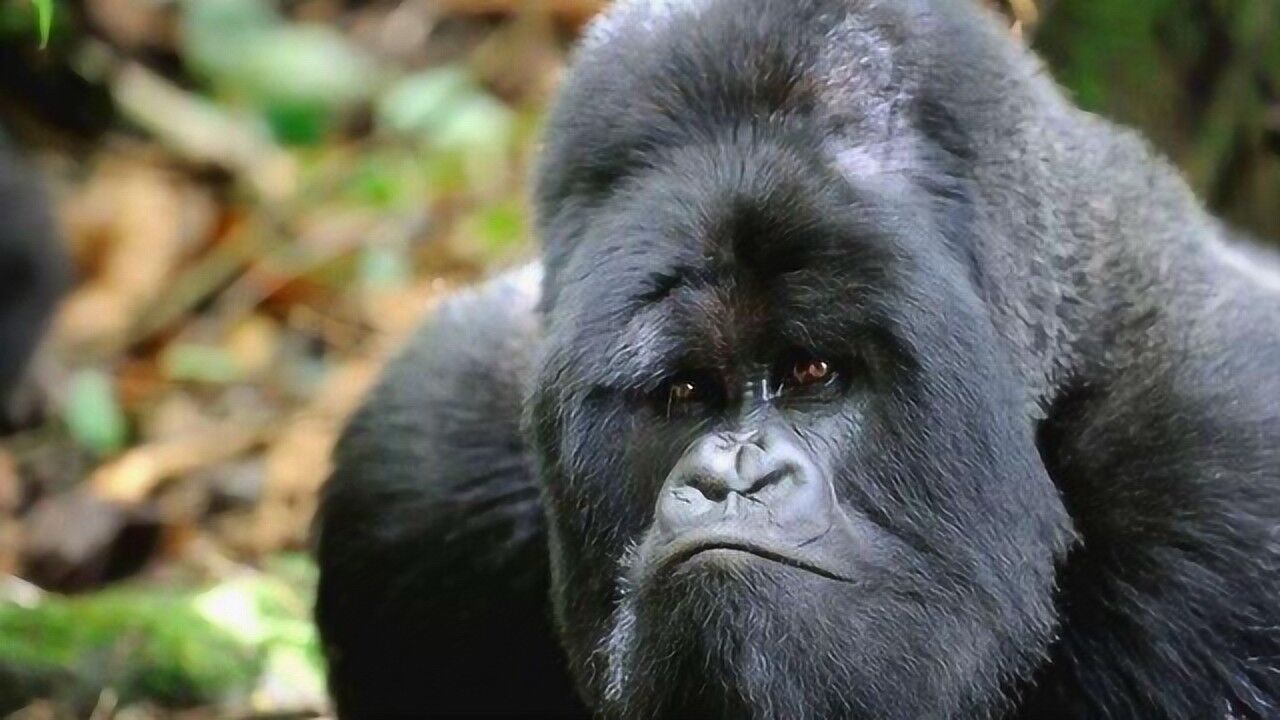自然界的肌肉男 捶胸顿足的大猩猩真的太壮实了_腾讯视频