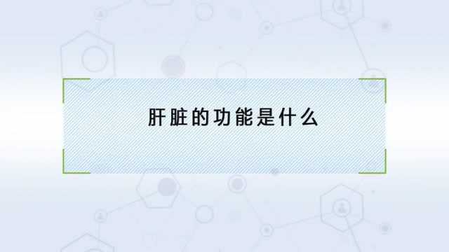 肝脏的功能是什么你知道吗?