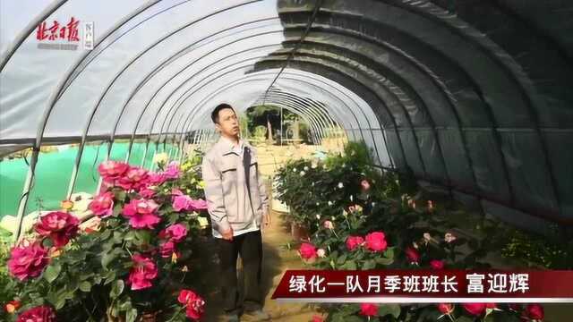 他的细心培育与呵护,让北京展区的月季花开得如此绚丽