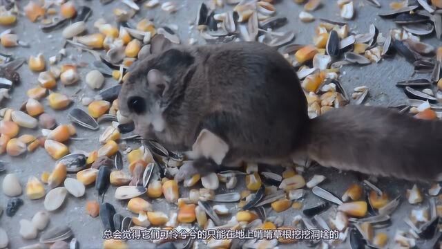 这种老鼠的屎被称为“五灵脂”而且它们虽然没有翅膀,但是却会飞