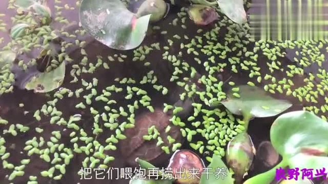 乌龟水霉病是什么引起的?需要怎么治疗?8个苗子全部得水霉病