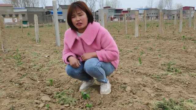 名贵的中草药金银花怎么大面积种植?农村美女实地讲教程,很有用