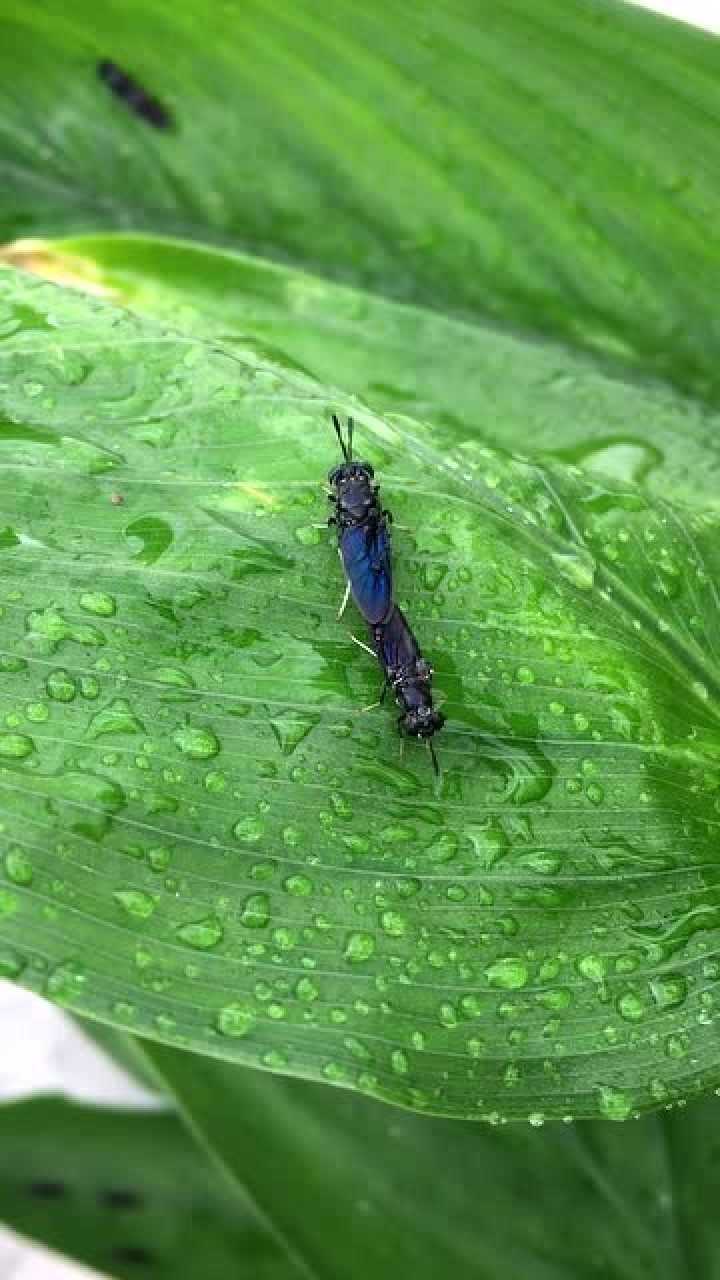 黑水虻成虫在绿叶飞行中交配方式