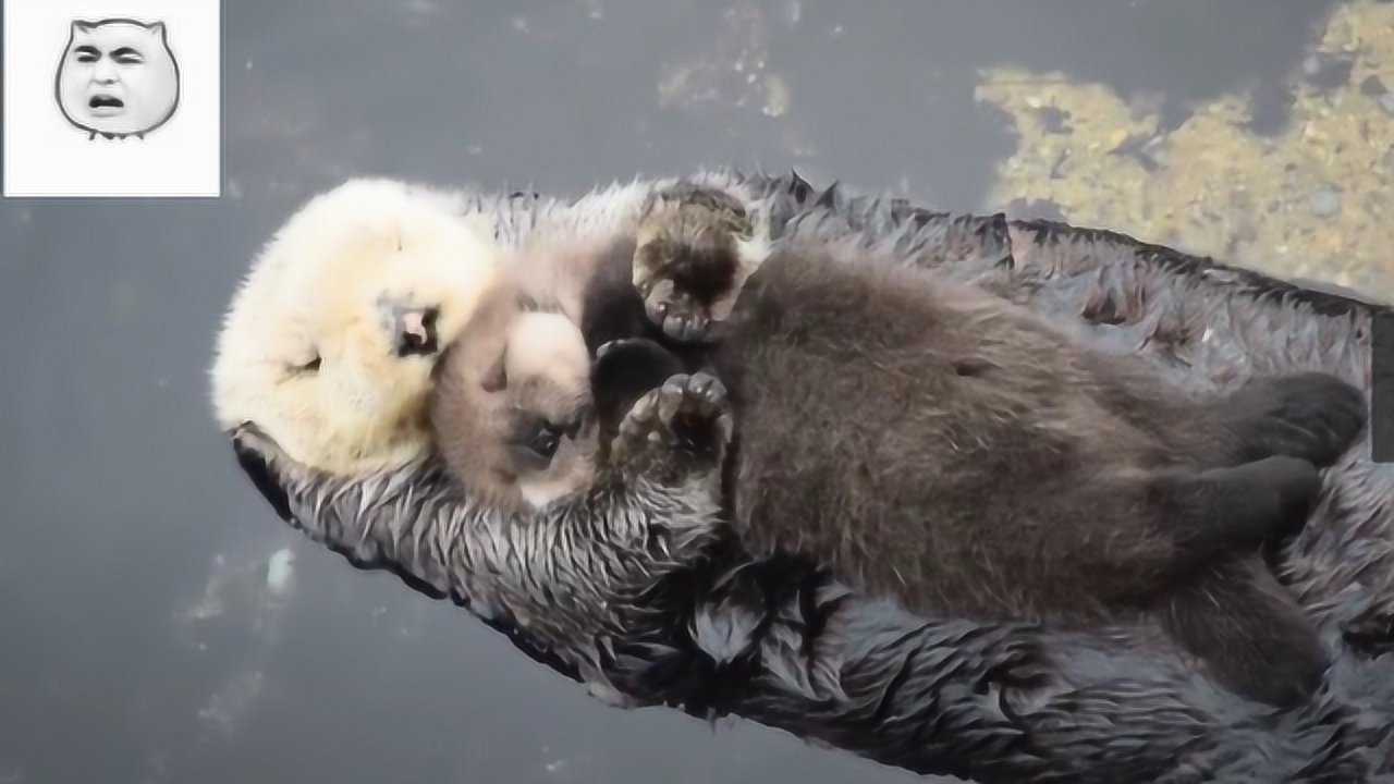 河狸在妈妈肚皮上卖萌与水獭相遇会发生什么狭路相逢萌者胜
