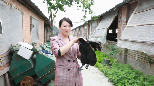 农民养黑凤鸡一年能挣十多万,为啥还没人养?老农:见识短