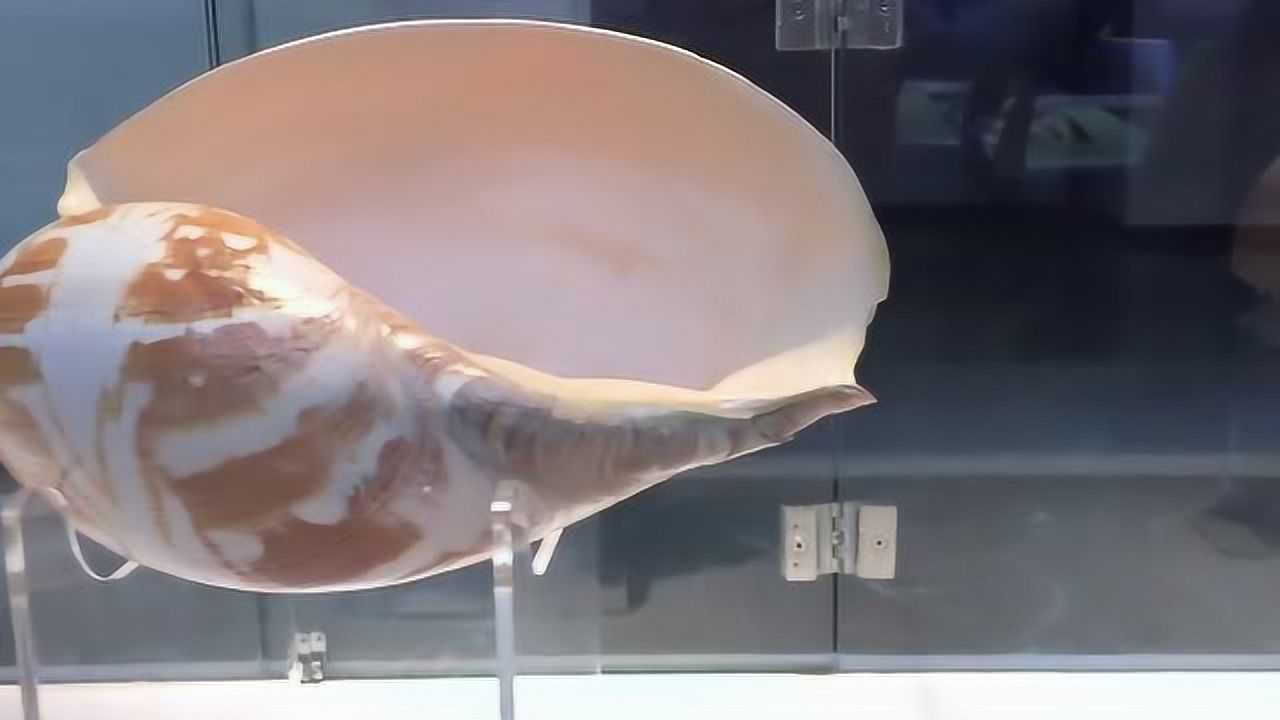 世界上最大的贝壳博物馆,大连贝壳博物馆_高清