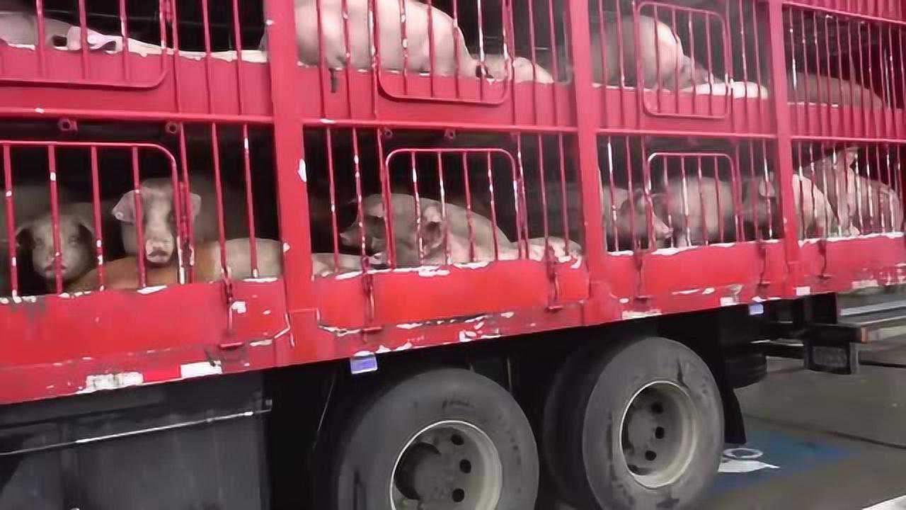 岛主10米拖挂房车服务区休息旁边悄悄来一辆拉猪车这酸爽