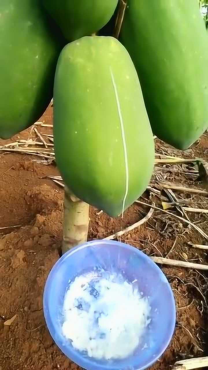 太嫩了，一碰就出白浆，这水果真不错！_腾讯视频