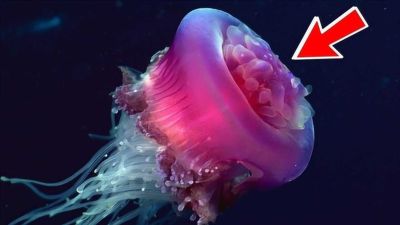 灯塔水母虽能永生并不代表不会死实际上却很可怜