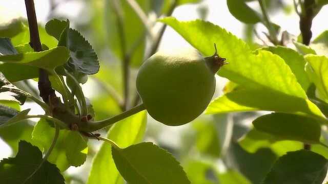 苹果炭疽叶枯病防治莫忽视