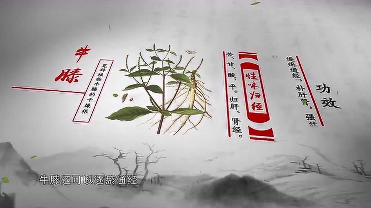 中药本草牛膝的功效与作用
