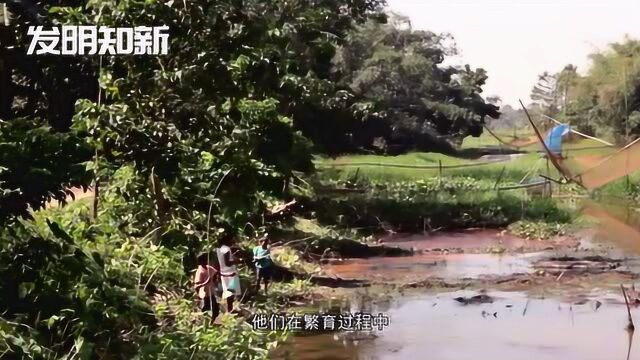 珍稀植物大果藤黄实现人工繁育,认真看科普别再说不认识啦