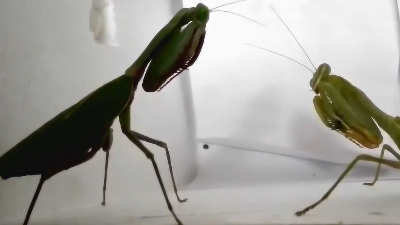 母螳螂吃掉公螳螂,不是为了下一代,小时候都被骗了